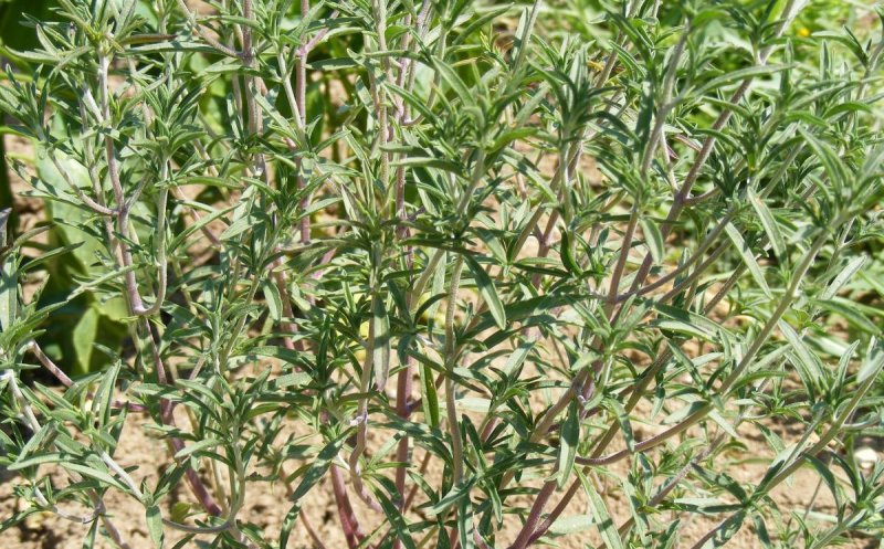 Grădinăritul pentru toți. Cum cultivăm cimbrul