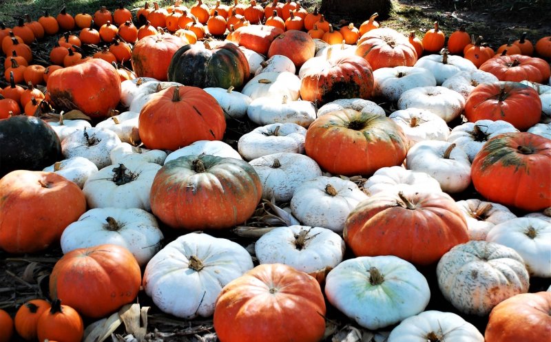 A venit toamna, ce lucrări facem în grădina de flori