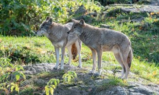 Magia unei nopți cu lupi