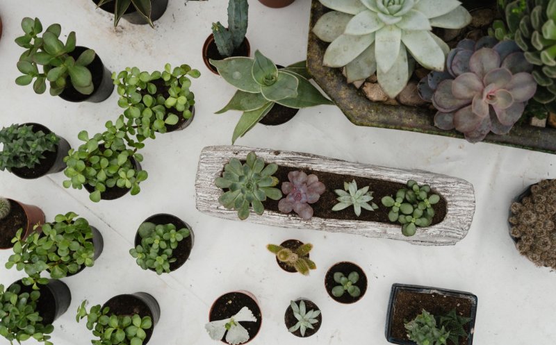 Plantele de interior și zodiile