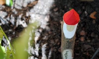 Decorațiuni utile în grădină: etichete pentru plante