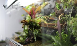 Terarii automatizate, unice în Europa și produse în România