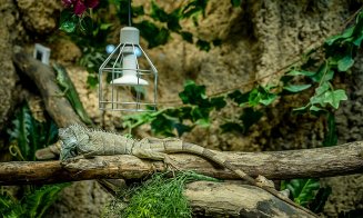 Terarii automatizate, unice în Europa și produse în România