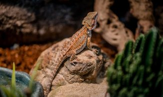 Terarii automatizate, unice în Europa și produse în România