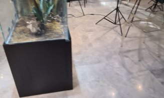 Design, Climă, Acțiune: cum să faci design interior cu mai puțină risipă